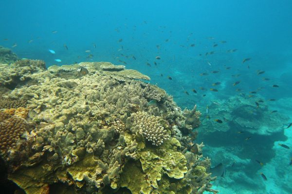 El cambio climático ha destruido más de la mitad del mayor arrecife de coral de Japón