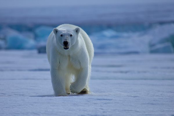 Número de osos polares en el Ártico podría disminuir un 30% a mediados de siglo