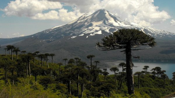 Peligra existencia de araucarias en Chile: Cambio climático dificulta la fotosíntesis