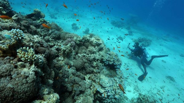 Los corales podrían ser el secreto para sobrevivir al cambio climático