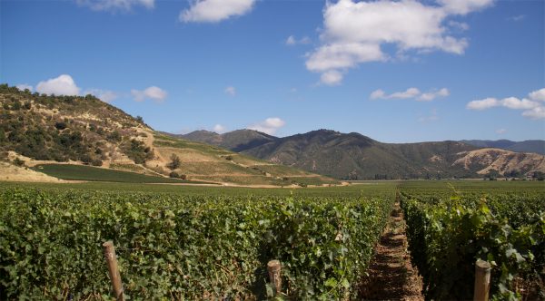 Para salvar al vino chileno de cambio climático, los productores se están yendo al sur