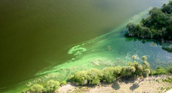 El cambio climático favorecerá la aparición de algas tóxicas en zonas costeras