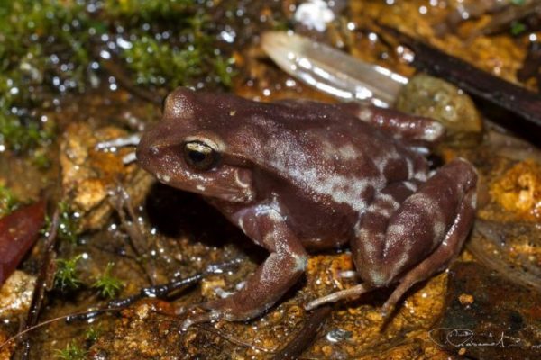 El cambio climático podría favorecer a las infecciones de hongos en animales