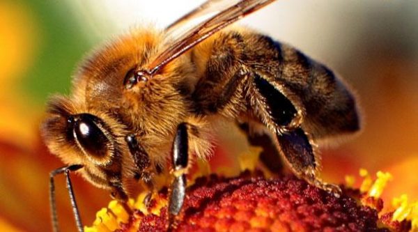 Las abejas pueden reducir el impacto del cambio climático en el café producido en Latinoamérica