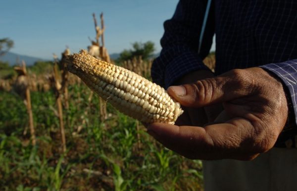 Estudio muestra cómo el cambio climático ha impactado en nuestra salud