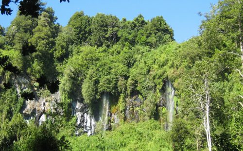 Cuáles son los efectos del cambio climático en los bosques