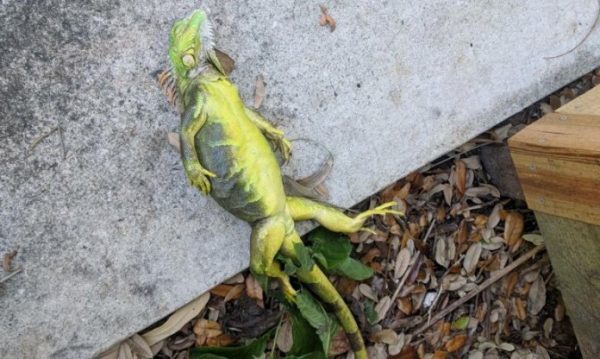Por frío ártico: Llueven iguanas congeladas en Florida