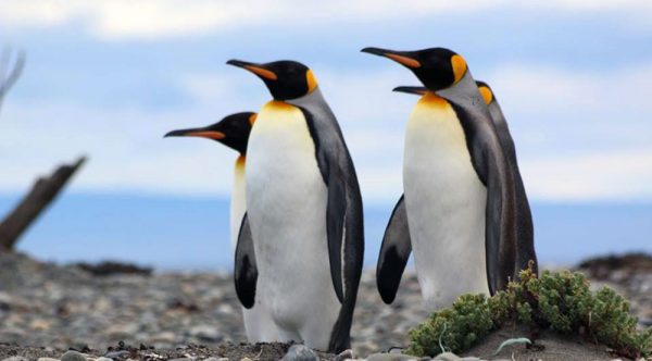 El Pingüino rey podría desaparecer a causa del cambio climático