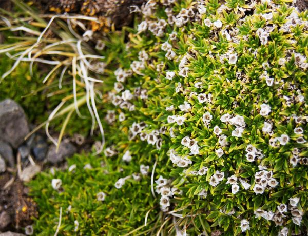 Investigan si planta nativa de la Antártica resistirá el cambio climático