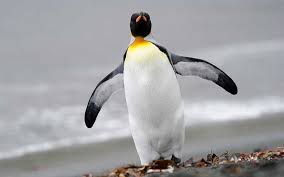 El cambio climático amenaza el 50% de la población mundial de pingüinos