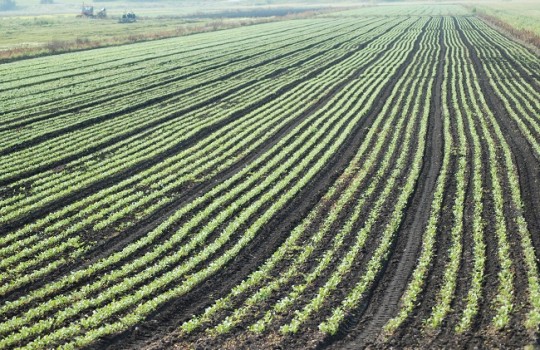 Cambio climático reducirá drásticamente la producción y calidad de los vegetales