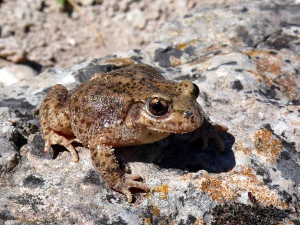 Descubren los efectos del cambio climático en los diferentes tipos de anfibios