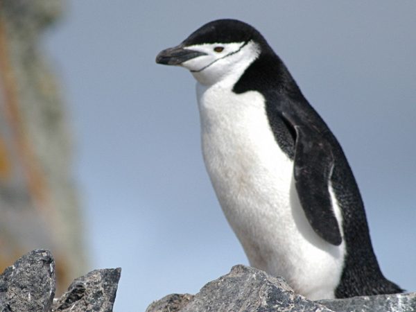 Estudio pone en evidencia que Pingüino barbijo de la Antártica estaría en riesgo de extinción