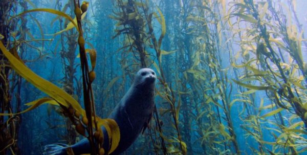 Los gigantes bosques submarinos de la Patagonia resisten el cambio climático