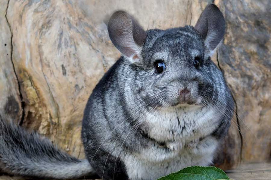 Chinchilla