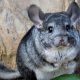 Chinchilla